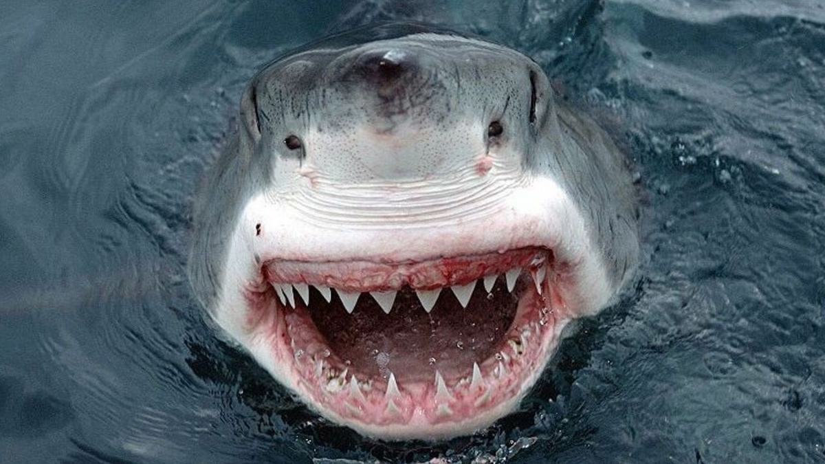 requin tueur silencieux