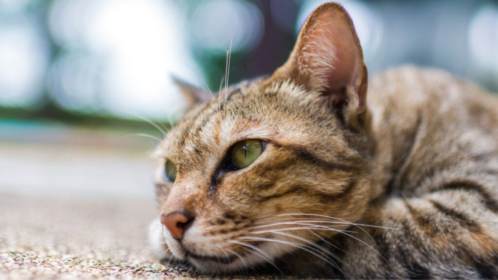Cet expert dévoile combien de temps votre chat peut rester seul sans — free download